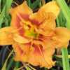Photo Courtesy of Lobo Rose and Daylily Gardens. Used With Permis