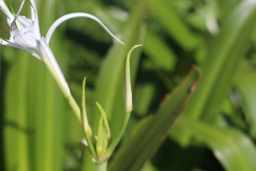 Photo of Spider Lily (Hymenocallis liriosme) uploaded by dave