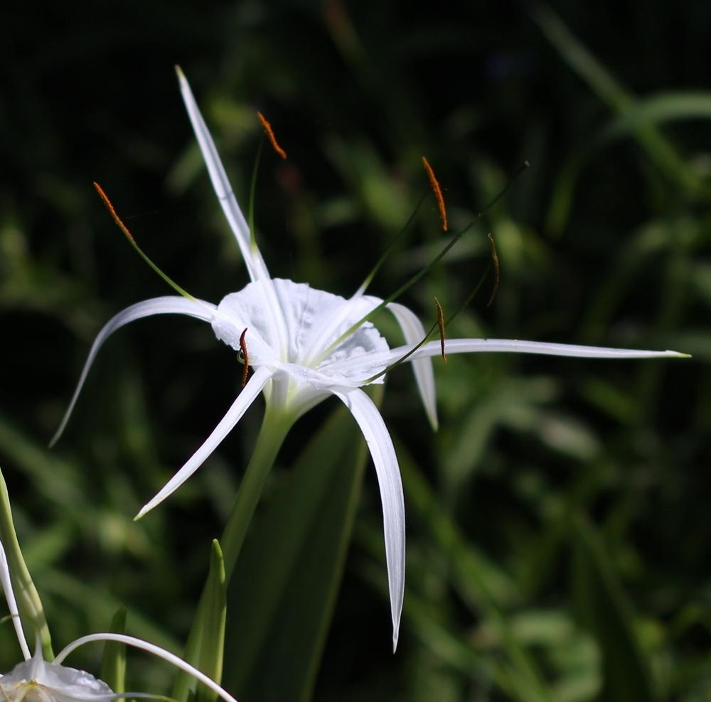 Photo of Spider Lily (Hymenocallis liriosme) uploaded by dave