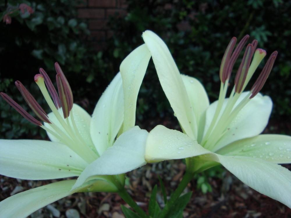 Photo of Lily (Lilium 'Courier') uploaded by flaflwrgrl