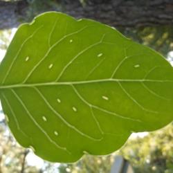 Location: Savannah, Georgia, USA
Date: 2014-07-07
Oil glands are visible on leaf.