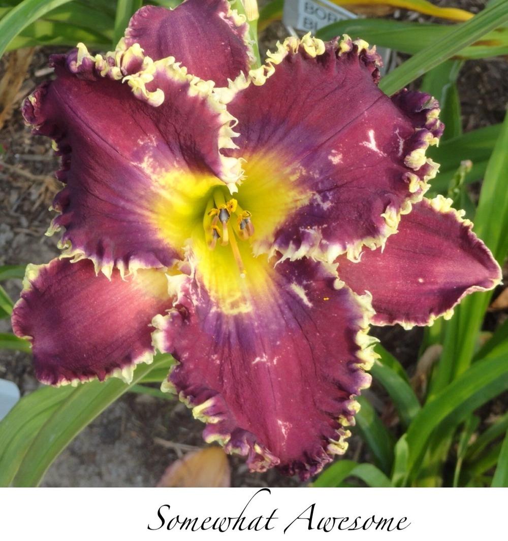 Photo of Daylily (Hemerocallis 'Somewhat Awesome') uploaded by gsutche