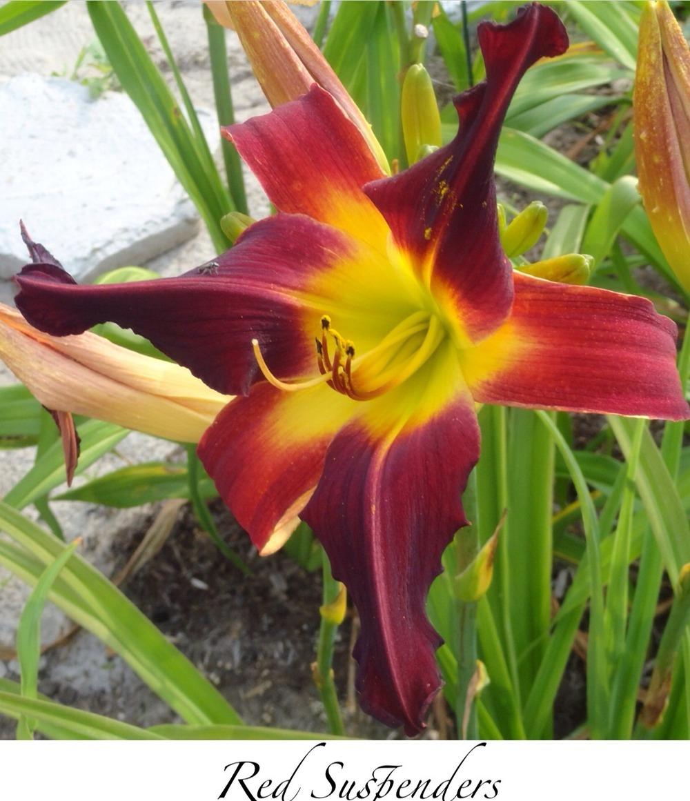 Photo of Daylily (Hemerocallis 'Red Suspenders') uploaded by gsutche