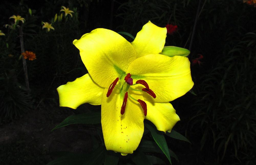 Photo of Lily (Lilium 'Lesotho') uploaded by jmorth