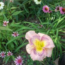 Location: My garden in Southeast Virginia
Date: 2014-06-30
Entire plant