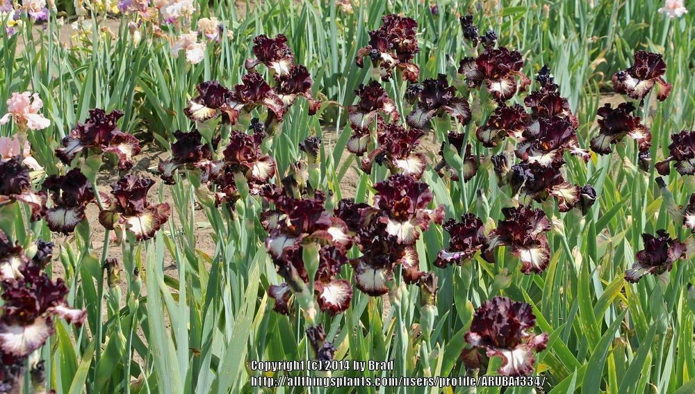 Photo of Tall Bearded Iris (Iris 'Sorbonne') uploaded by ARUBA1334