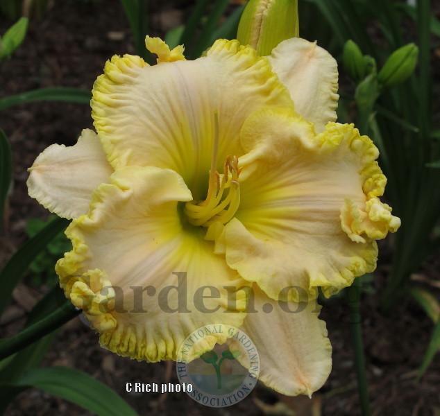 Photo of Daylily (Hemerocallis 'Dancing with the Stars') uploaded by Char