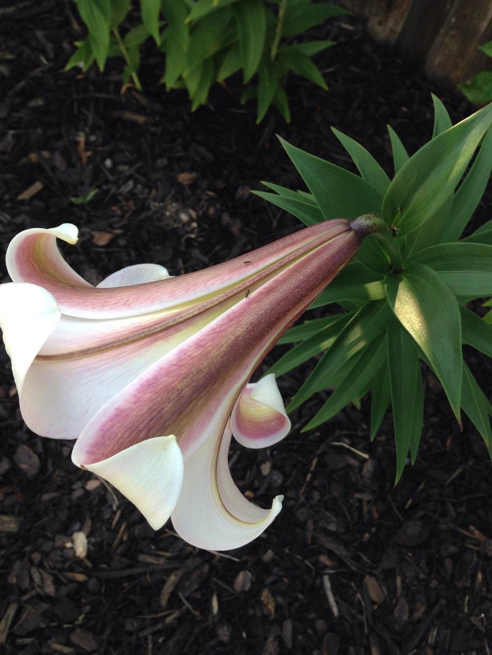 Photo of Lily (Lilium 'Eastern Moon') uploaded by Joebass