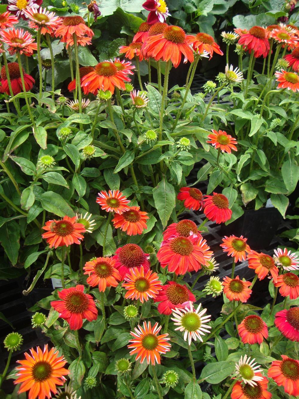 Photo of Coneflower (Echinacea Sombrero® Salsa Red) uploaded by Paul2032