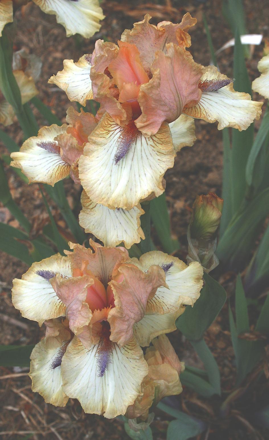 Photo of Intermediate Bearded Iris (Iris 'Doohicky') uploaded by Pwinget