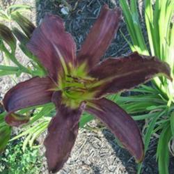 
Photo Courtesy of Lobo Rose and Daylily Gardens. Used With Permis