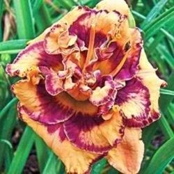 
Photo Courtesy of Lobo Rose and Daylily Gardens. Used With Permis