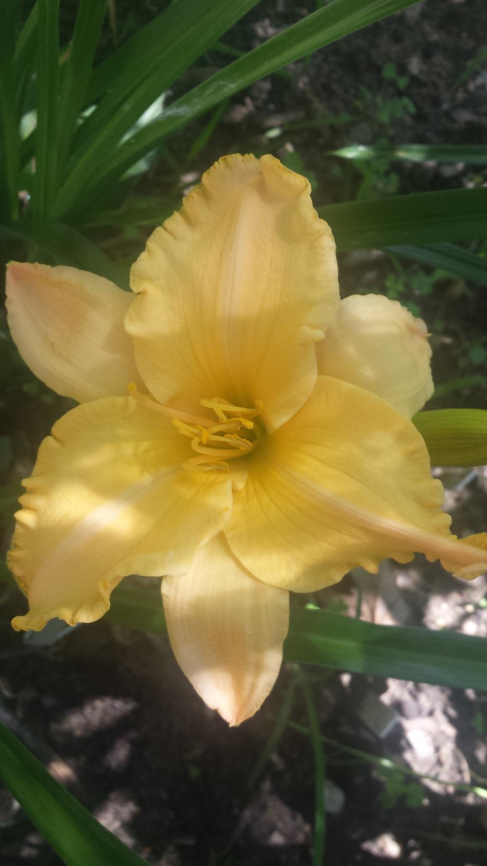 Photo of Daylily (Hemerocallis 'Pure and Simple') uploaded by Ginnyeickholdt