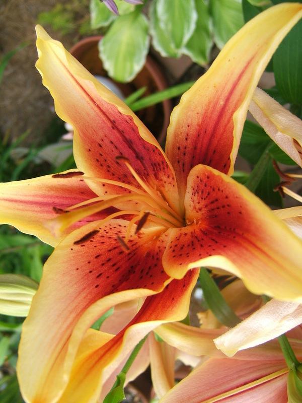 Photo of Lily (Lilium 'First Crown') uploaded by pirl