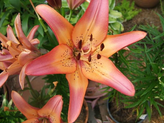 Photo of Lily (Lilium 'Royal Sunset') uploaded by pirl