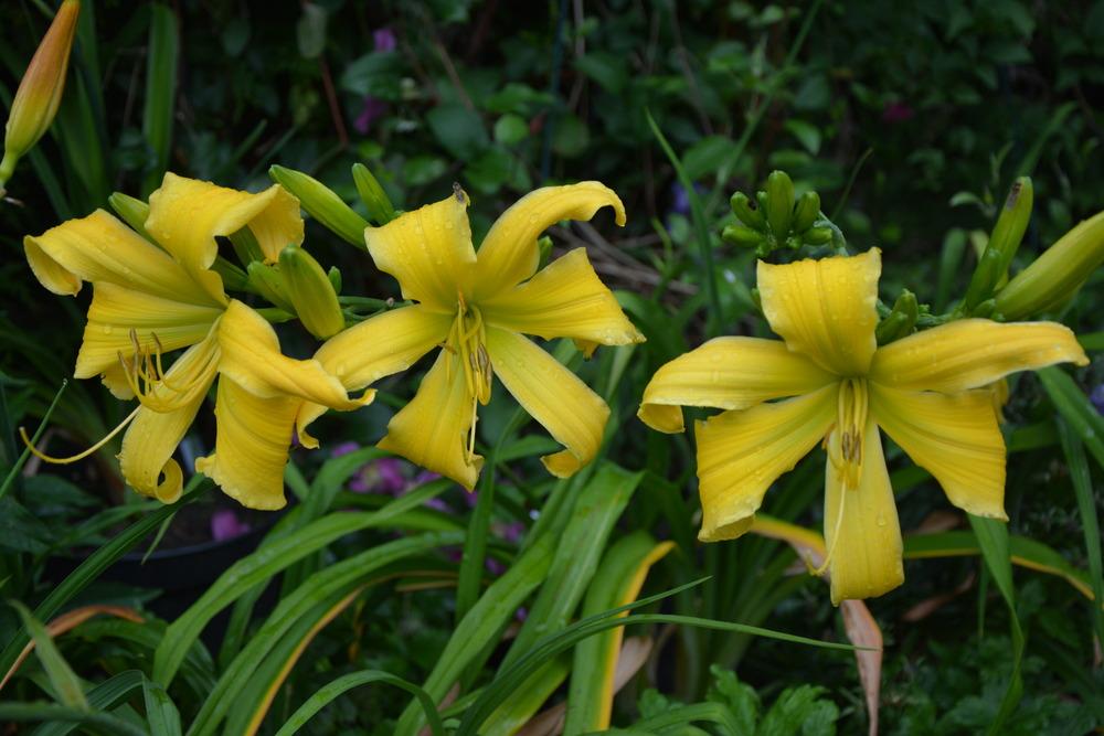 Photo of Daylily (Hemerocallis 'Lois Burns') uploaded by queerbeet