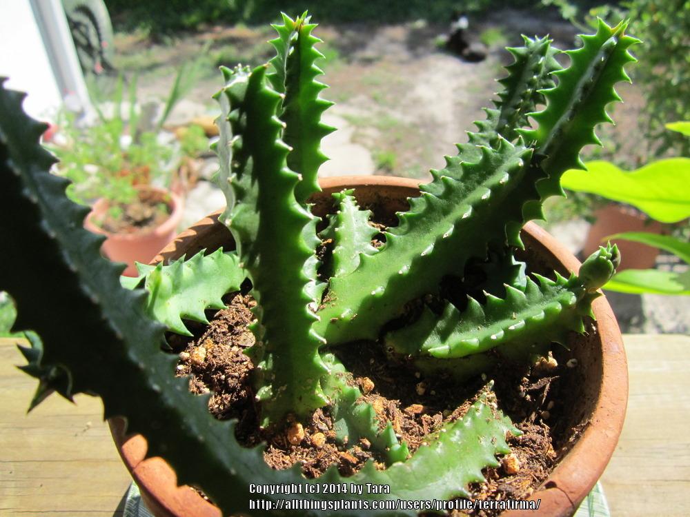 Photo of Lifesaver Plant (Ceropegia zebrina subsp. zebrina) uploaded by terrafirma