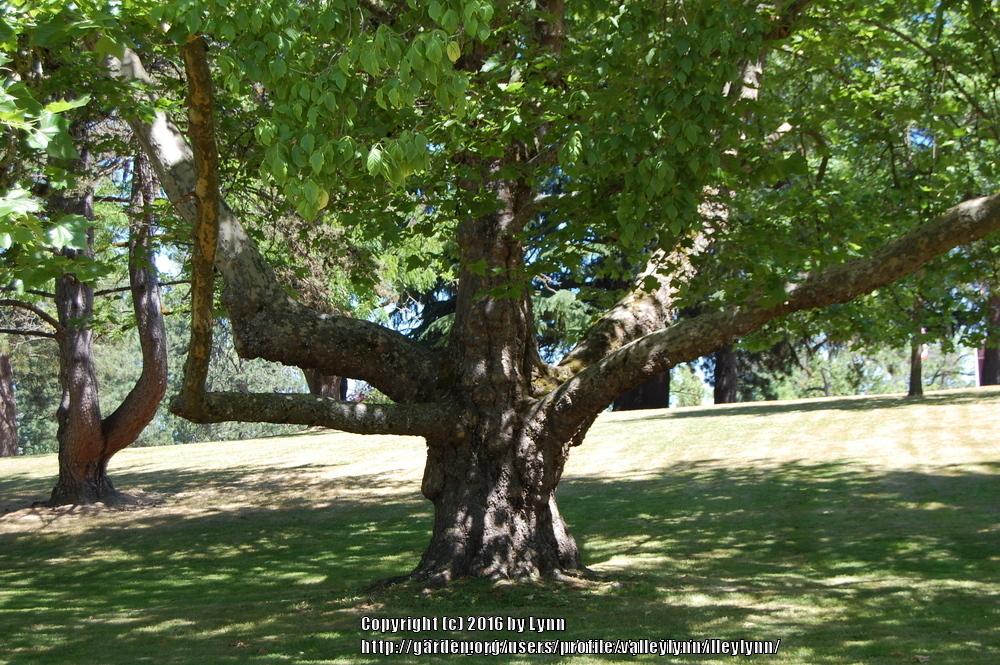 Photo of American Sycamore (Platanus occidentalis) uploaded by valleylynn