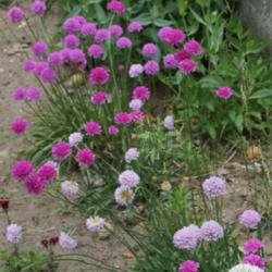 Location: Southeastern NH
Date: June 21, 2014
Grown from seed labeled Armeria x formosa 'Joystick Series'