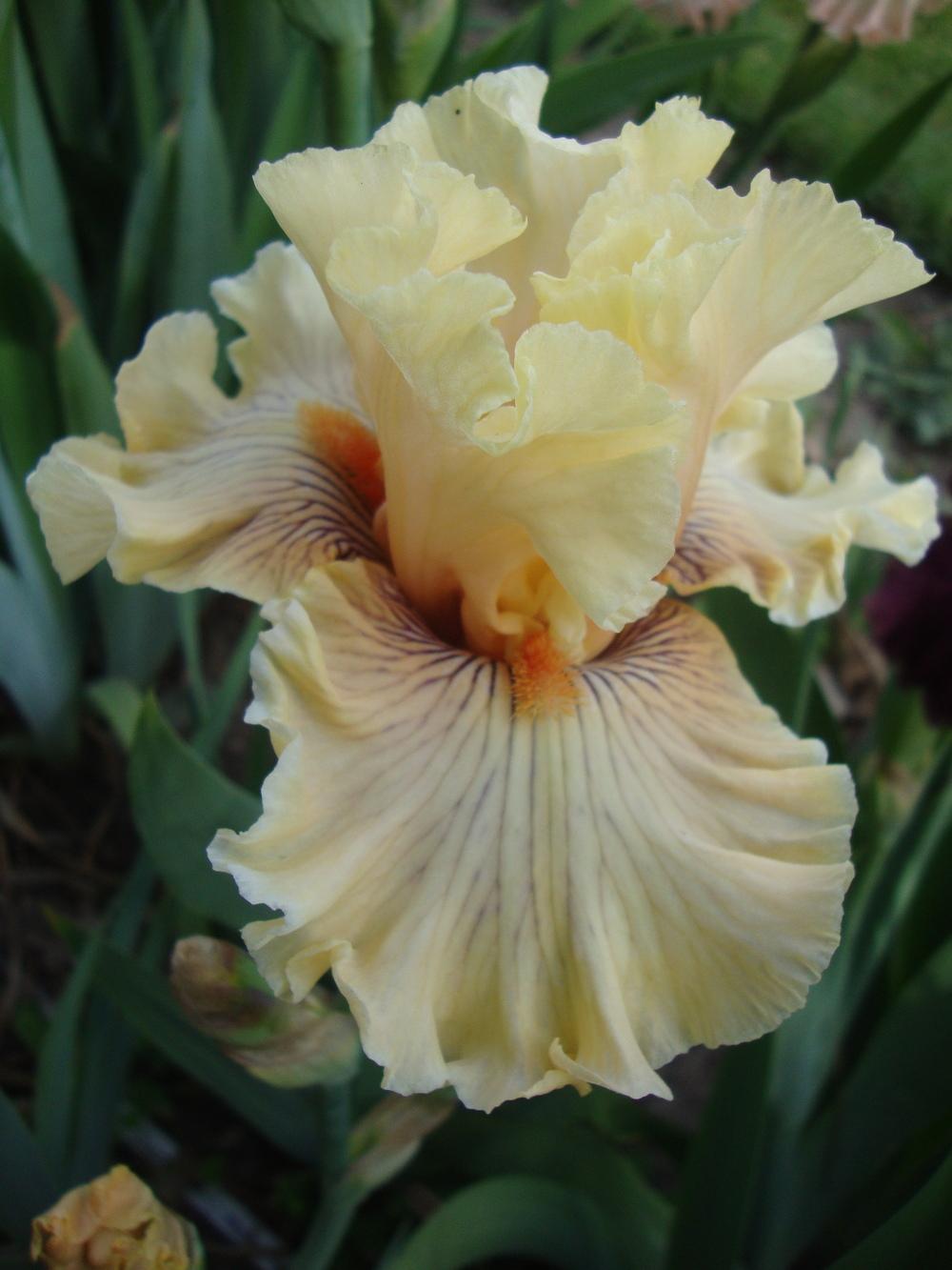 Photo of Tall Bearded Iris (Iris 'Cotillion Gown') uploaded by Paul2032