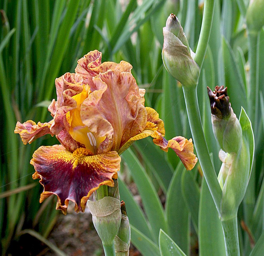Photo of Intermediate Bearded Iris (Iris 'Latino') uploaded by Pwinget