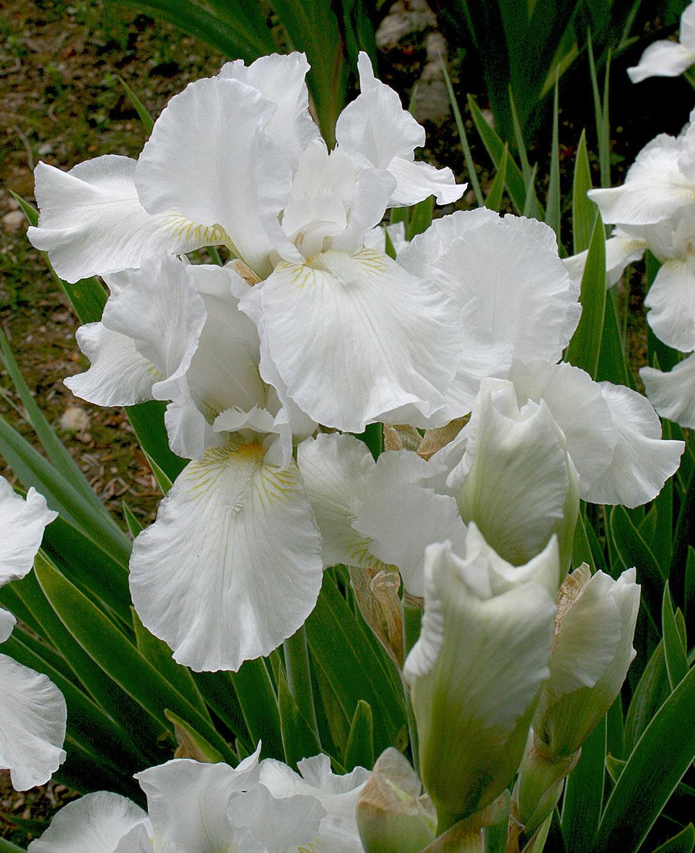 Photo of Intermediate Bearded Iris (Iris 'Low Ho Silver') uploaded by Pwinget