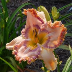 Location: home
Date: 2014-07-09
Flowers are an overall peach tone with bi-colored ruffle and matc