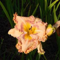 Location: home
Date: 2014-07-08
Flowers are an overall peach tone with bi-colored ruffle and matc
