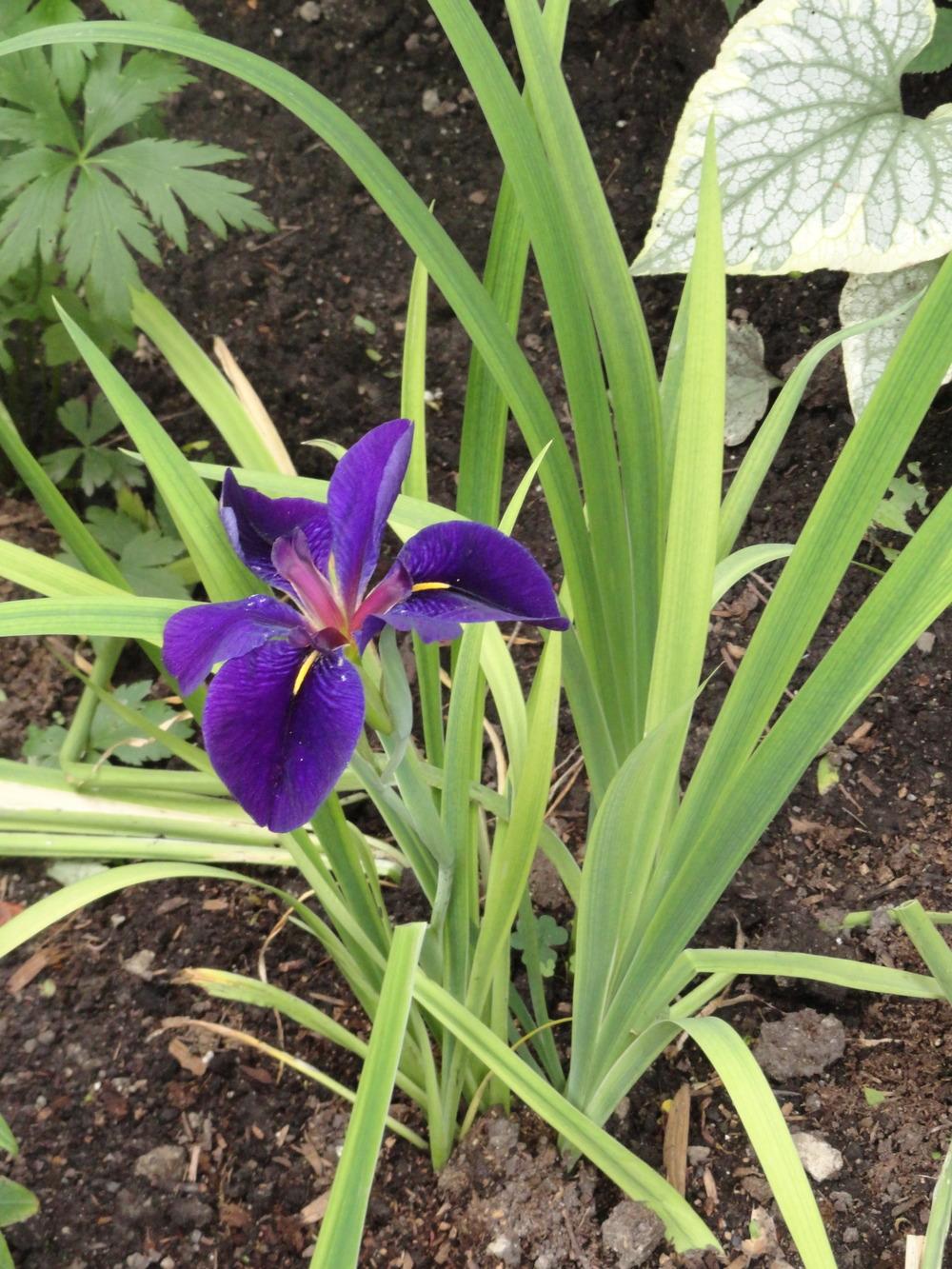 Photo of Louisiana Iris (Iris 'Black Gamecock') uploaded by SunnyBorders