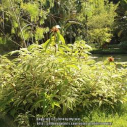 Location: Botanical Garden, Rio de Janeiro, Brazil
Date: 2014-02-03
Could be a variegated form of Costus amazonicus but cannot be sur