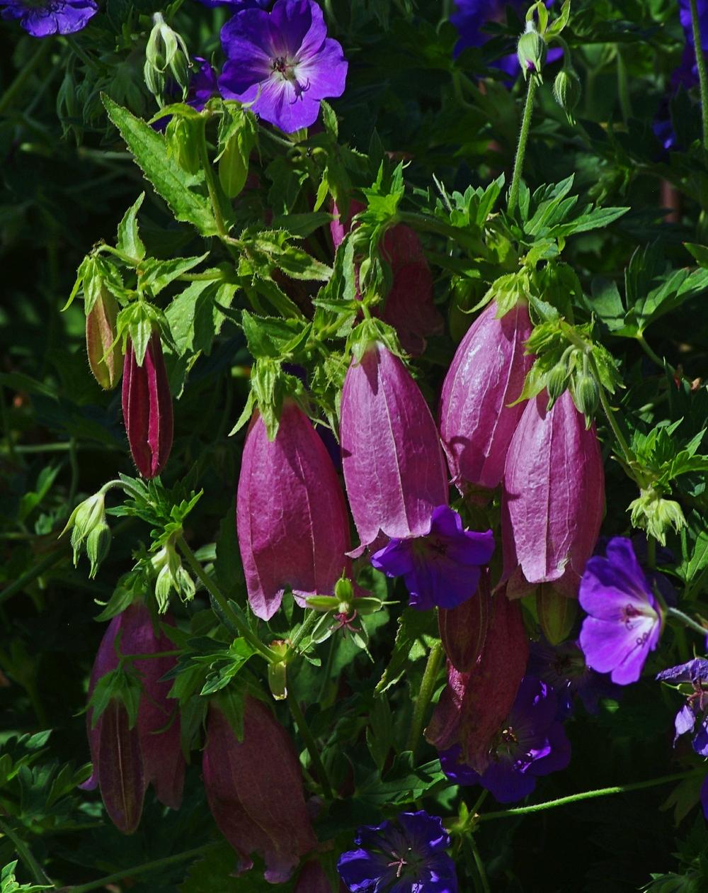 Photo of Spotted Bellflower (Campanula punctata 'Cherry Bells') uploaded by dirtdorphins