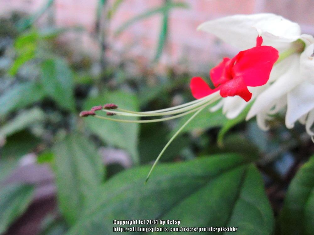 Photo of Bleeding Heart Vine (Clerodendrum thomsoniae) uploaded by piksihk