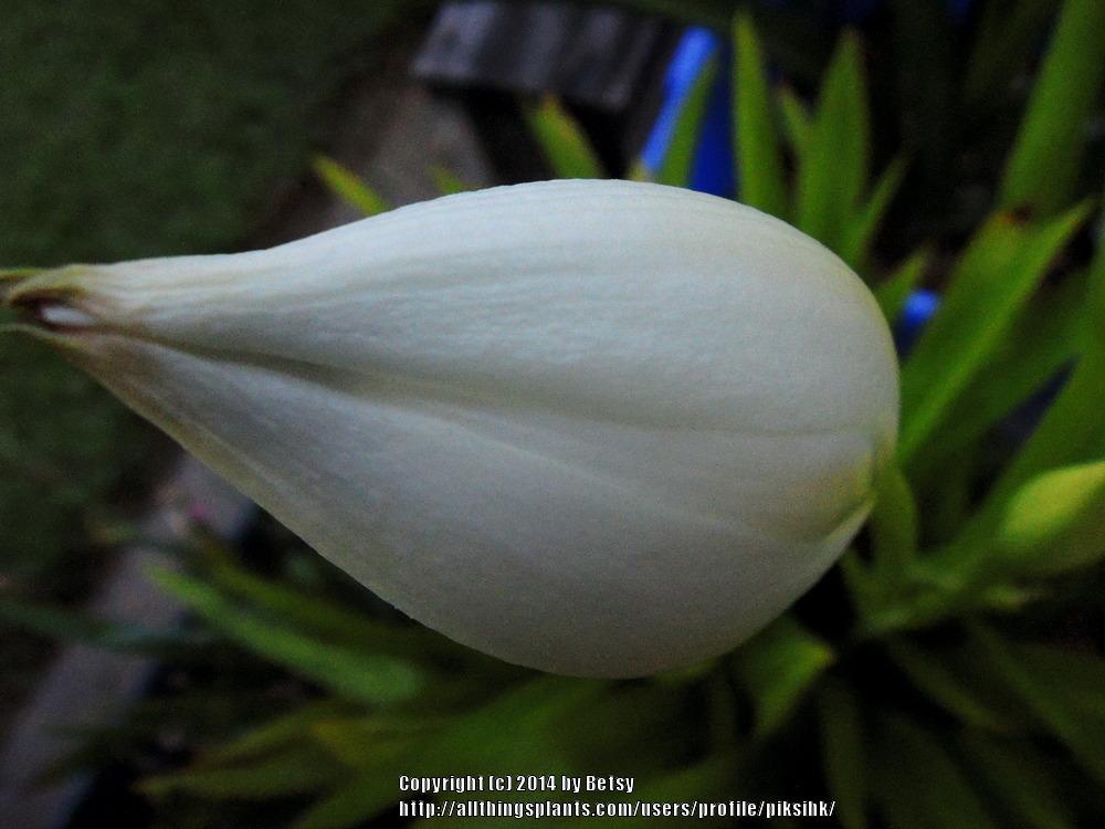 Photo of St. Christopher Lily (Crinum jagus) uploaded by piksihk