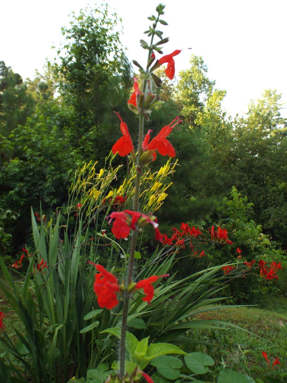 Photo of Scarlet Sage (Salvia coccinea) uploaded by poisondartfrog