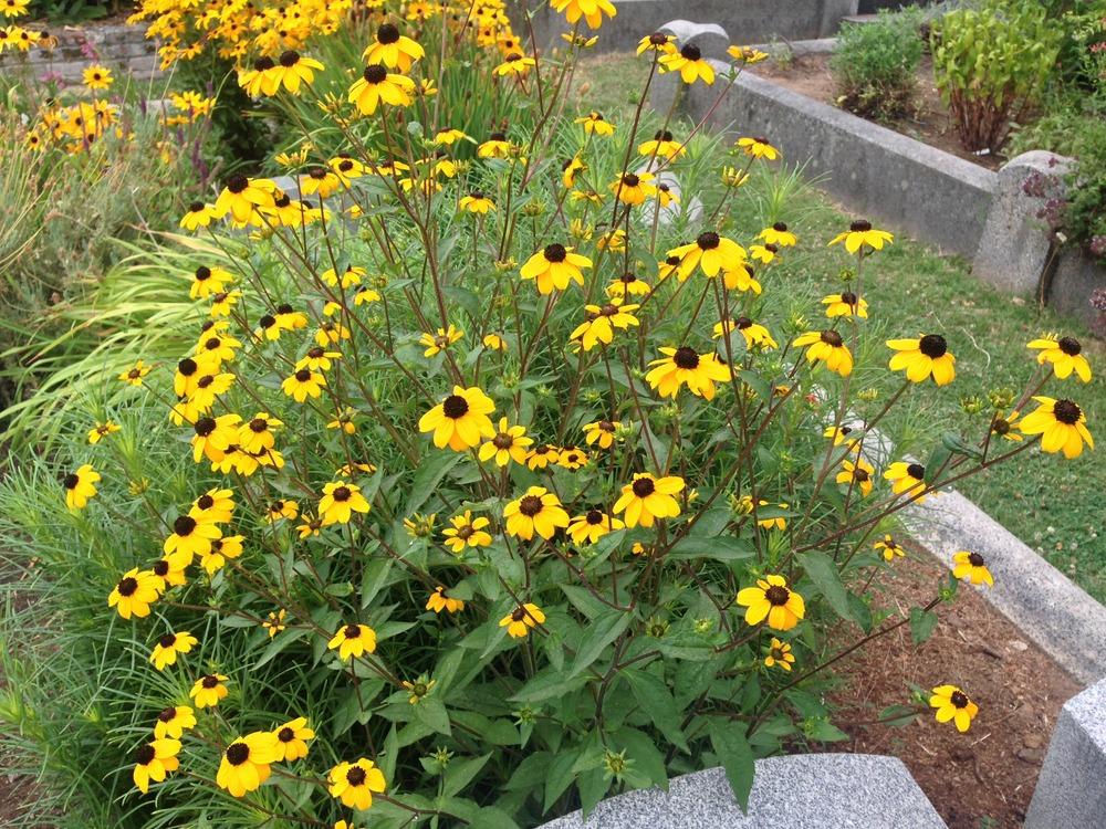 Photo of Browneyed Susan (Rudbeckia triloba) uploaded by HamiltonSquare