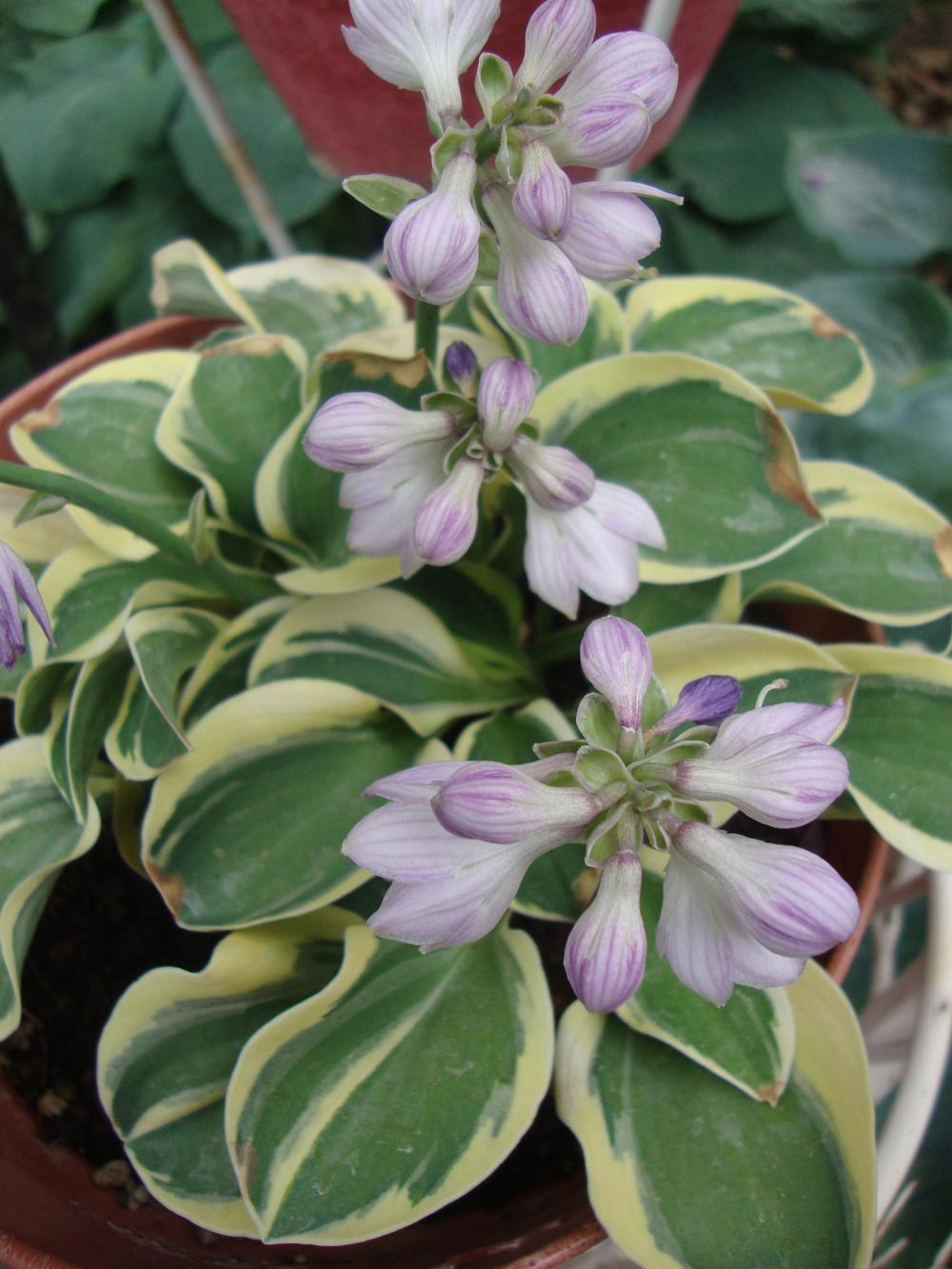 Photo of Hosta 'Mighty Mouse' uploaded by Paul2032