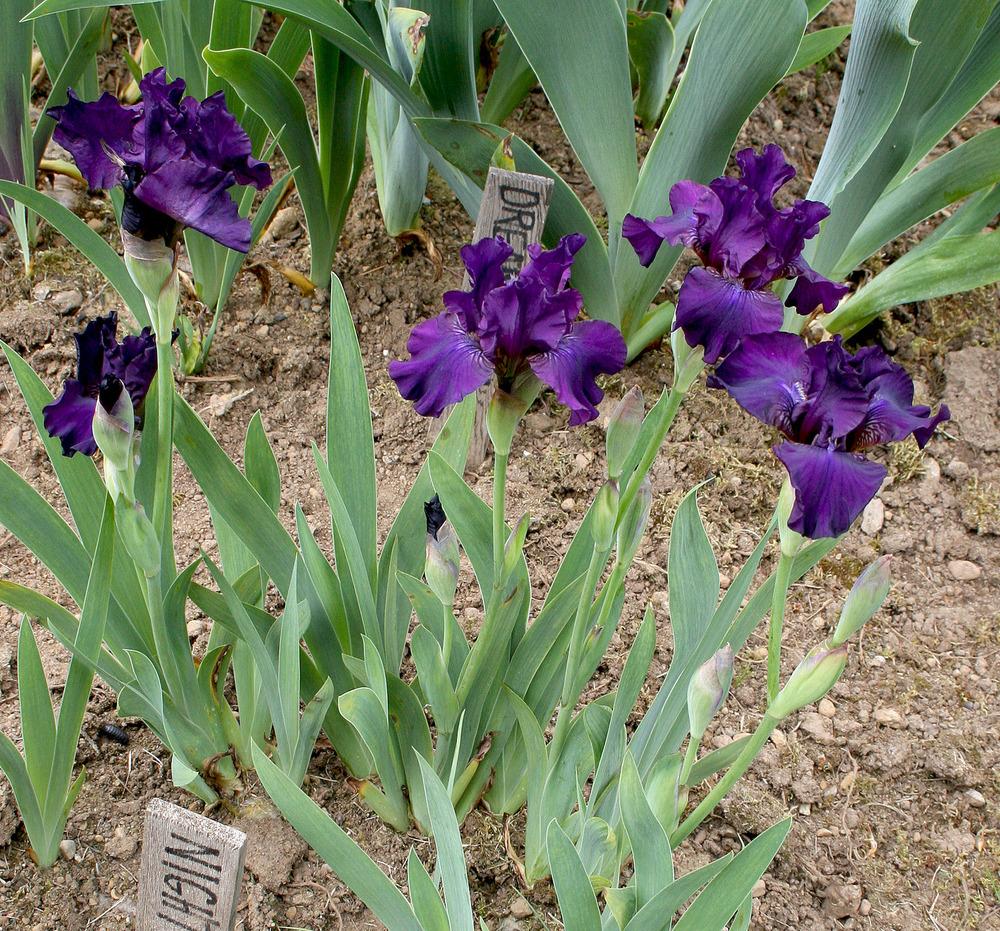 Photo of Miniature Tall Bearded Iris (Iris 'Night Spirit') uploaded by Pwinget