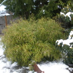 Location: Coastal WA Zone 8b
Date: 2013-03-22
After all the March snow had been brushed off, no harm had been d