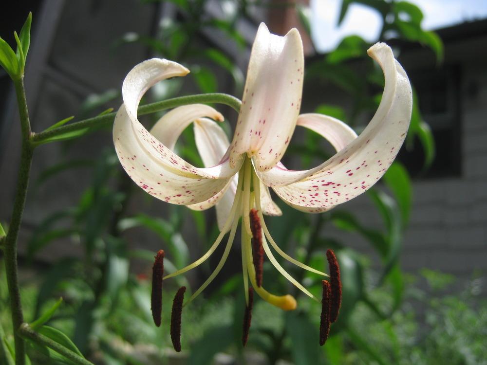 Photo of Lily (Lilium 'Ariadne') uploaded by RobinD