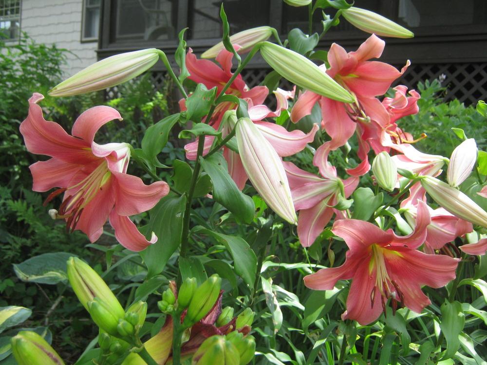 Photo of Lily (Lilium 'Baywatch') uploaded by RobinD