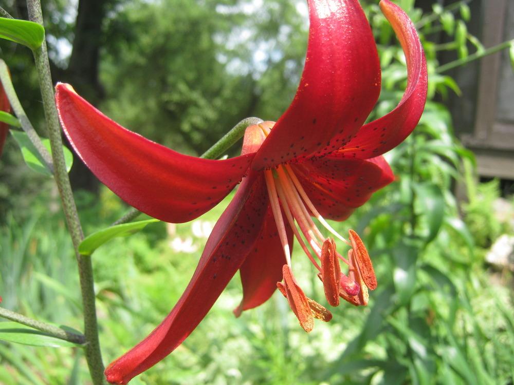 Photo of Lily (Lilium 'Red Velvet') uploaded by RobinD