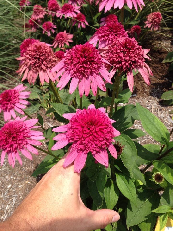 Photo of Coneflower (Echinacea Supreme™ Elegance) uploaded by clintbrown
