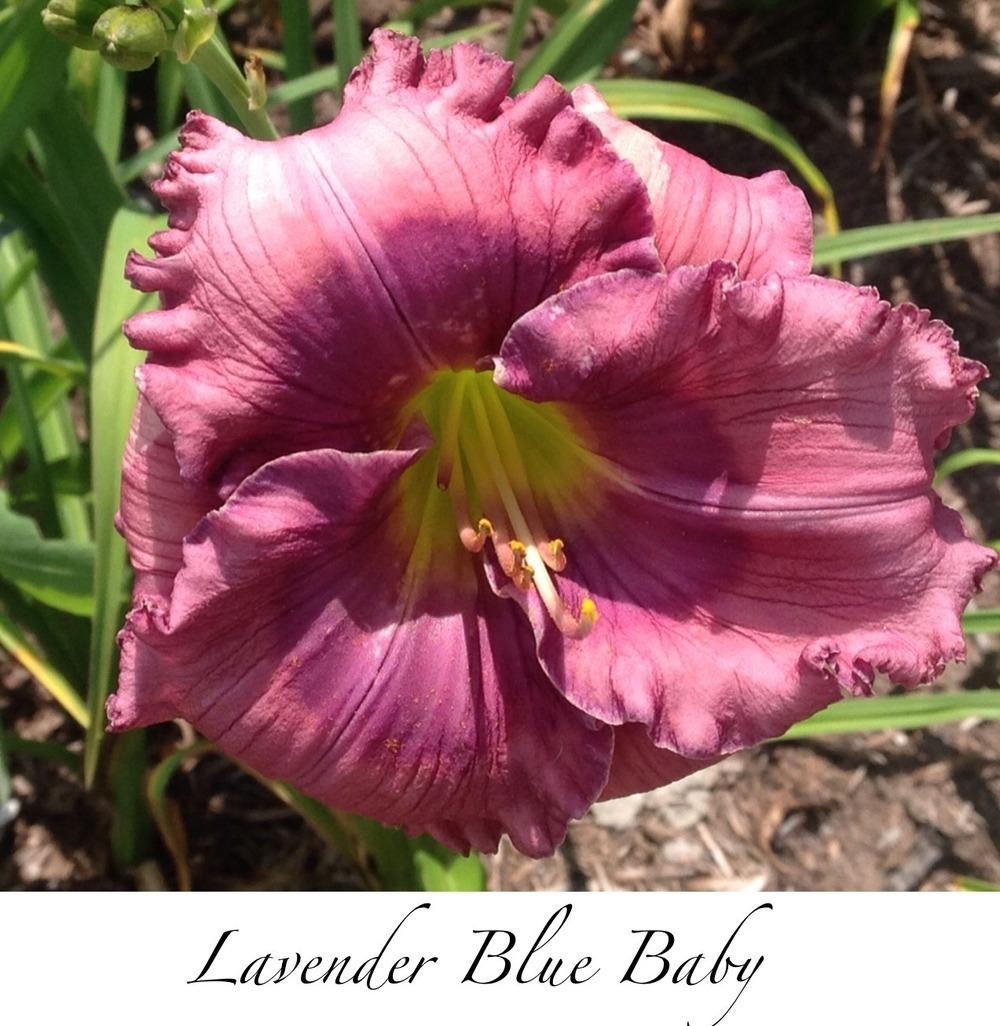 Photo of Daylily (Hemerocallis 'Lavender Blue Baby') uploaded by gsutche