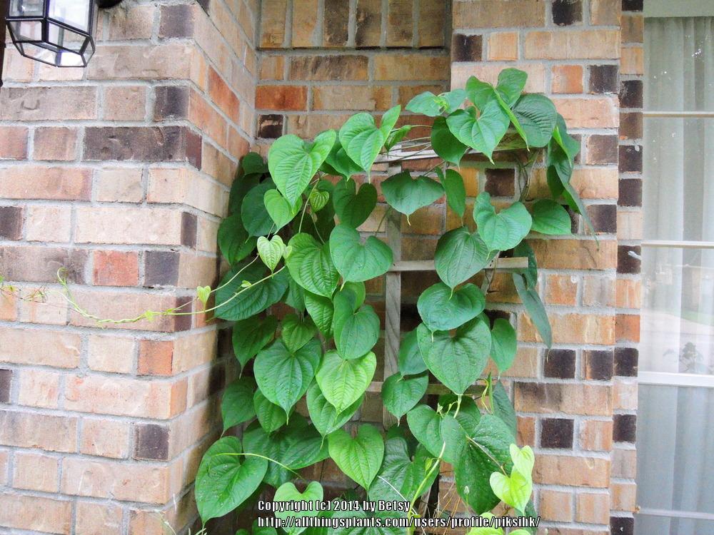Photo of Air Potato (Dioscorea bulbifera) uploaded by piksihk