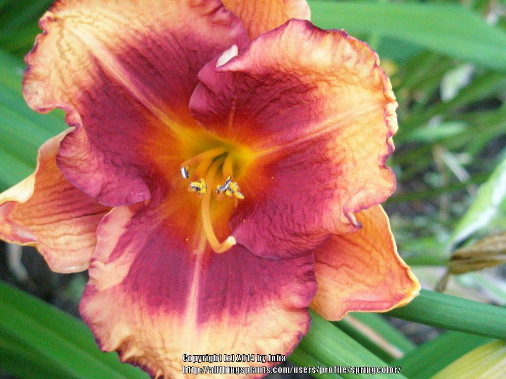 Photo of Daylily (Hemerocallis 'Westbourne Trick or Treat') uploaded by springcolor