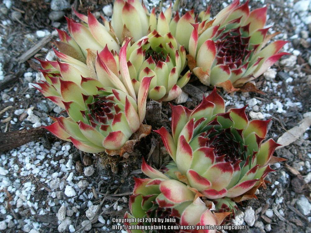 Photo of Hen and Chicks (Sempervivum calcareum 'Sir William Lawrence') uploaded by springcolor
