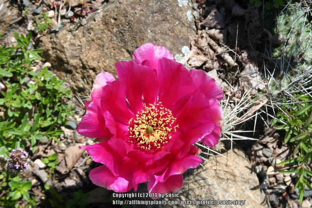 Photo of Prickly Pears (Opuntia) uploaded by 4susiesjoy