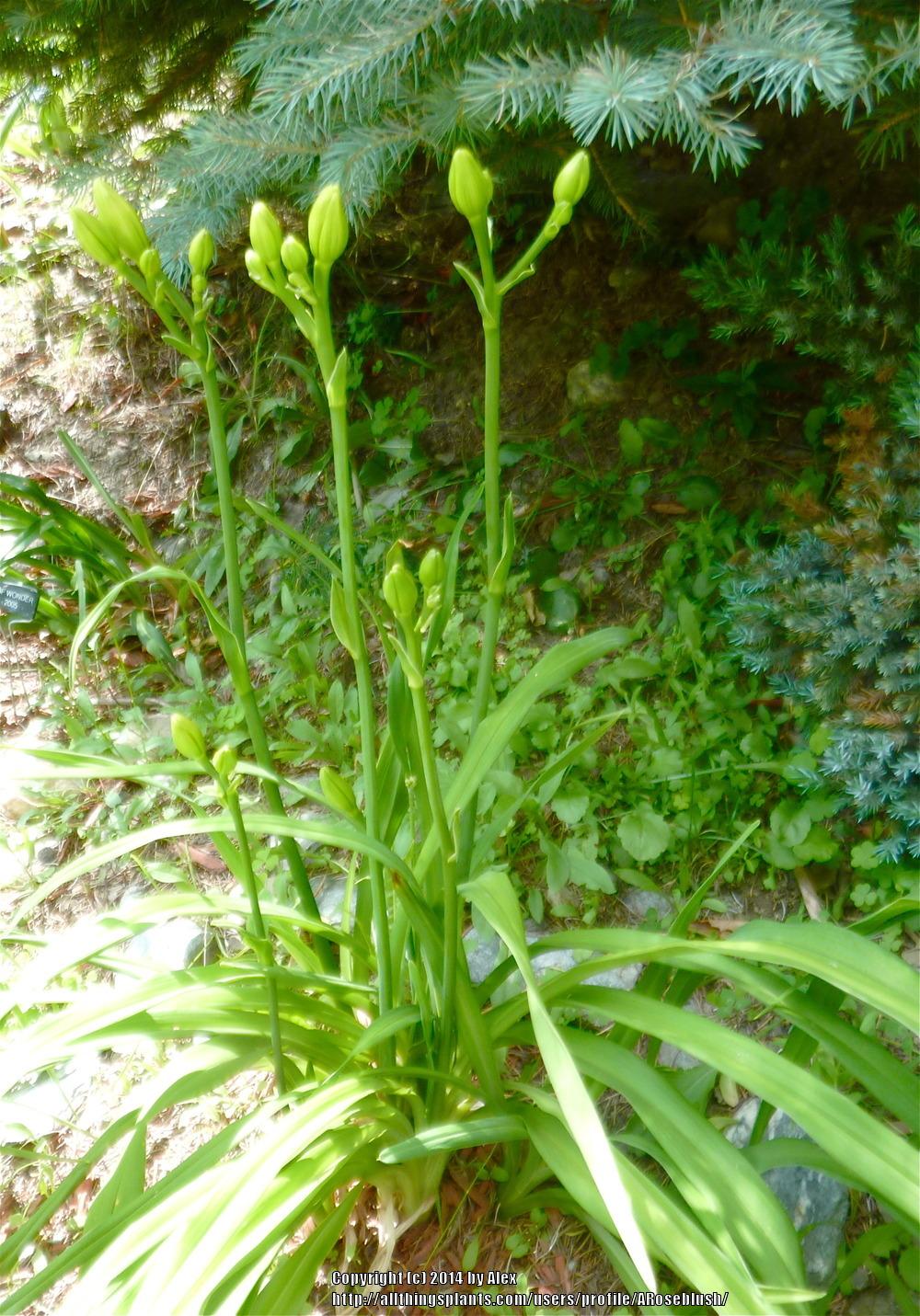 Photo of Daylily (Hemerocallis 'Jolyene Nichole') uploaded by ARoseblush