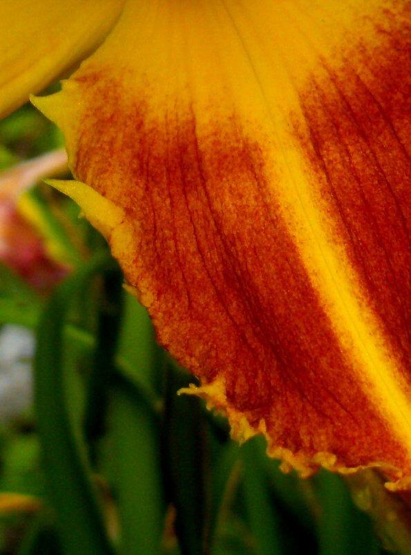 Photo of Daylily (Hemerocallis 'Fang and Claw') uploaded by Heart2Heart