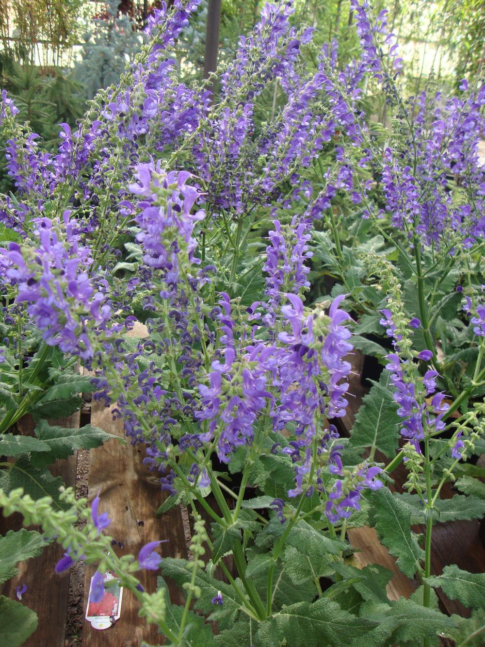 Photo of Salvia (Salvia x sylvestris 'Blue Queen') uploaded by Paul2032